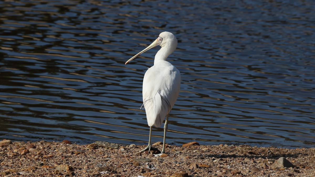 gulnebbskjestork - ML635565533