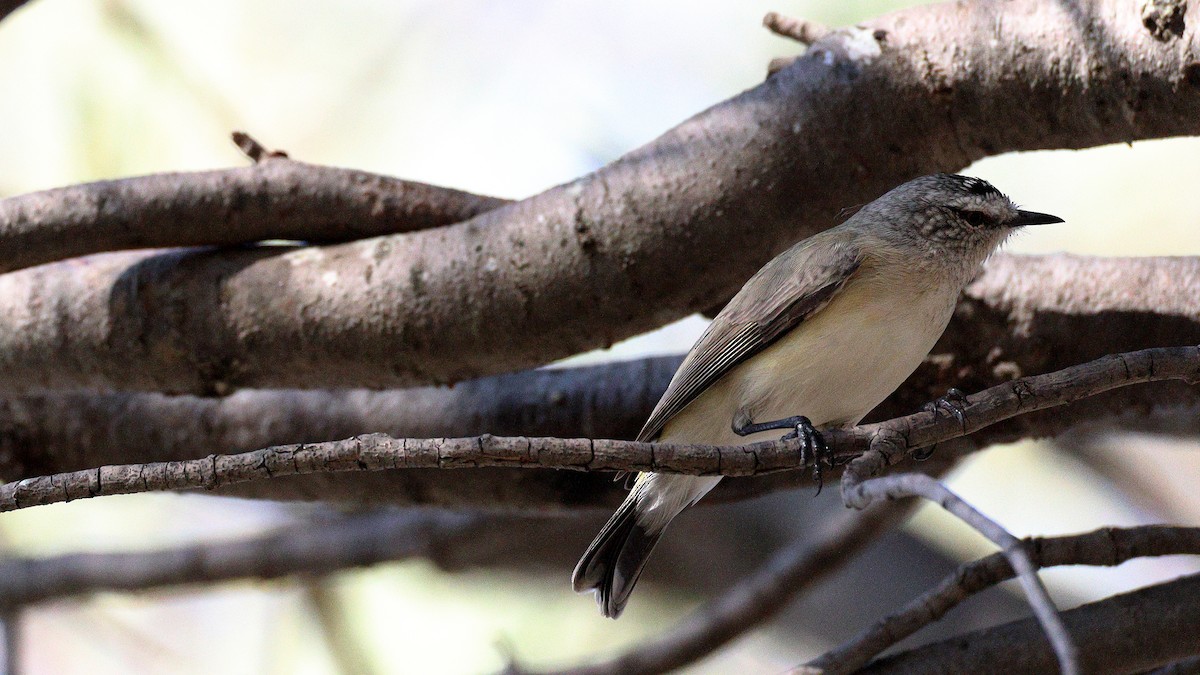 gulgumptornsmett - ML635565564