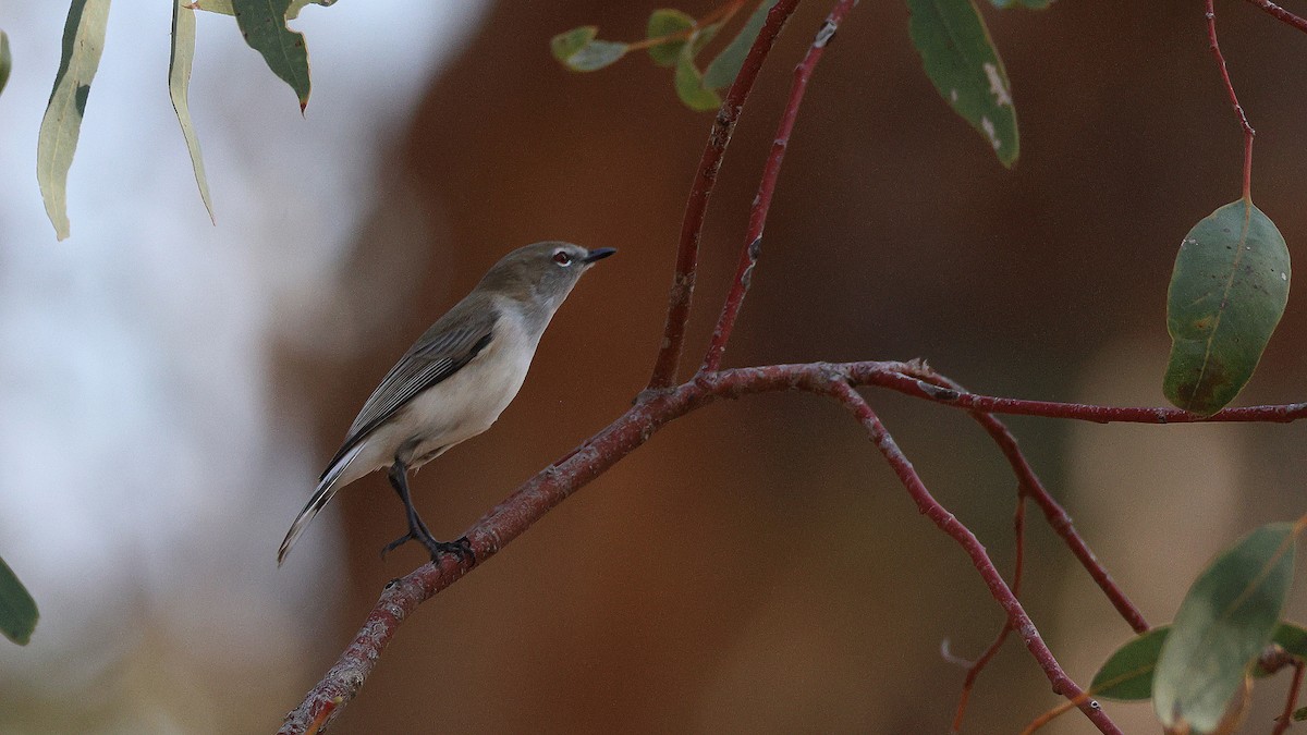 flekkstjertgerygone - ML635565572