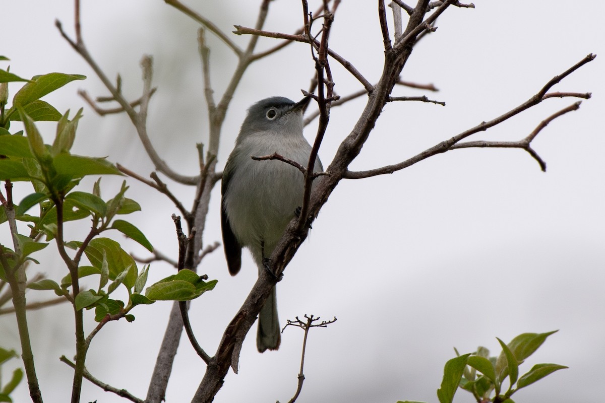 Blue-gray Gnatcatcher (Eastern) - ML635565637