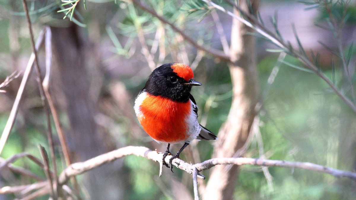 rødkroneflueskvett - ML635565665