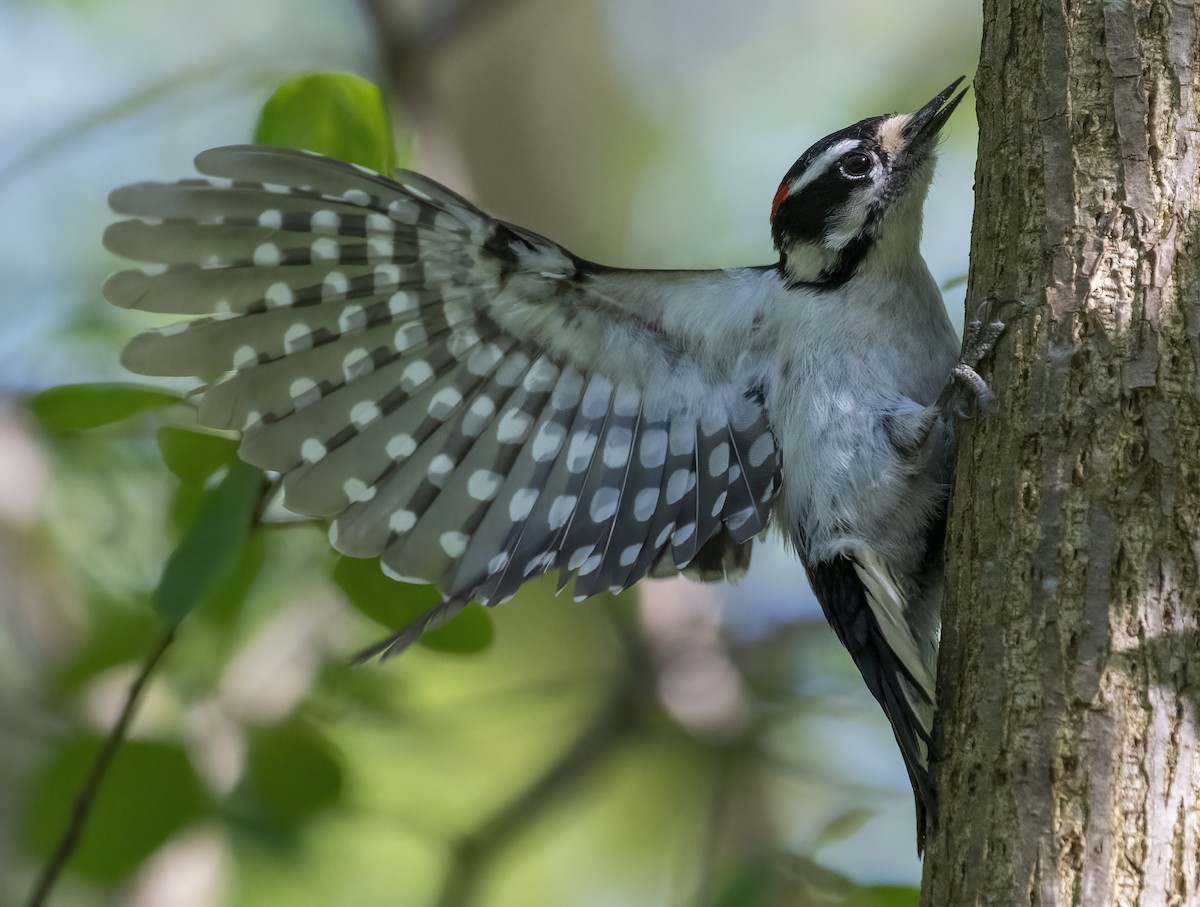 Downy Woodpecker - ML635565694