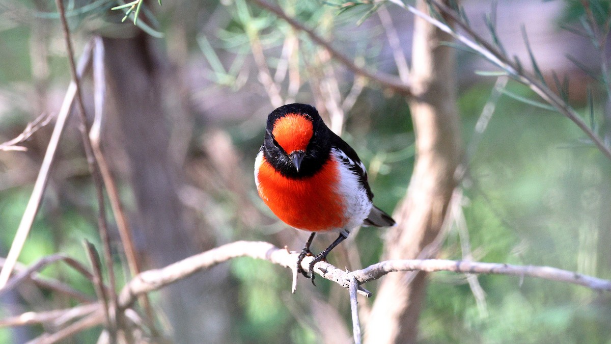 rødkroneflueskvett - ML635565695