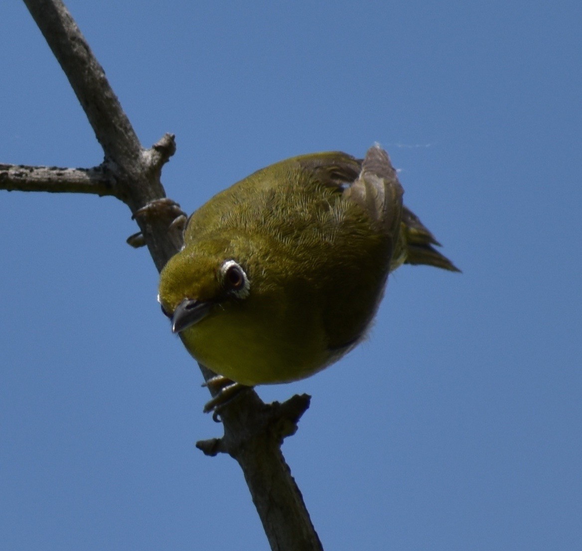 Warbling White-eye - Jeff Graham