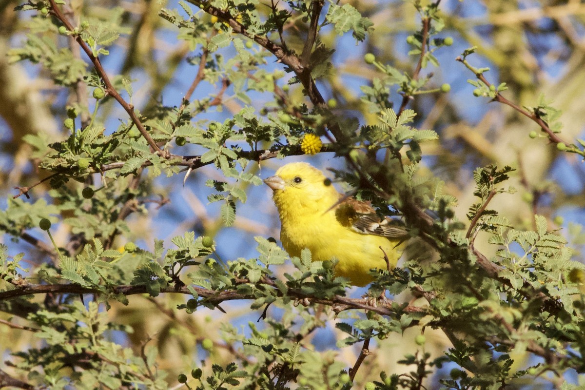 Sudan Golden Sparrow - ML635565713
