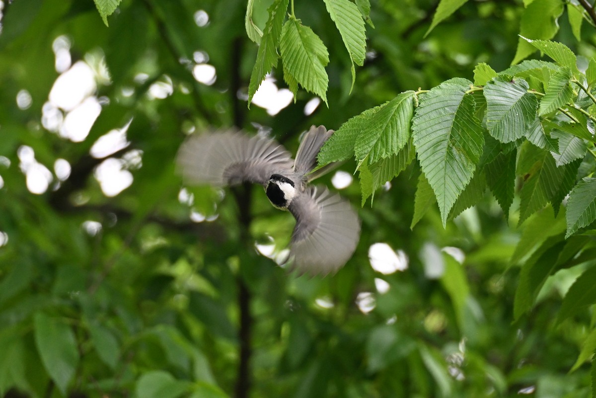 Carolina Chickadee - ML635565738