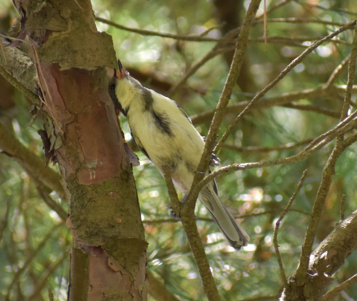 Mésange de Chine - ML63556581