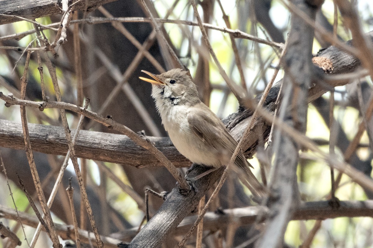 Western Olivaceous Warbler - ML635565893
