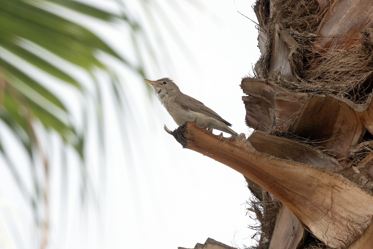 Western Olivaceous Warbler - ML635565895