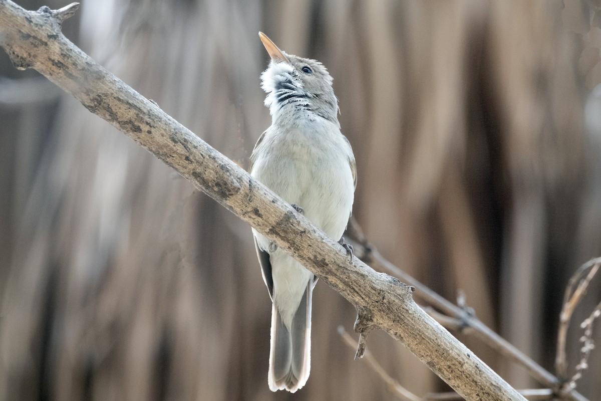 Western Olivaceous Warbler - ML635565901