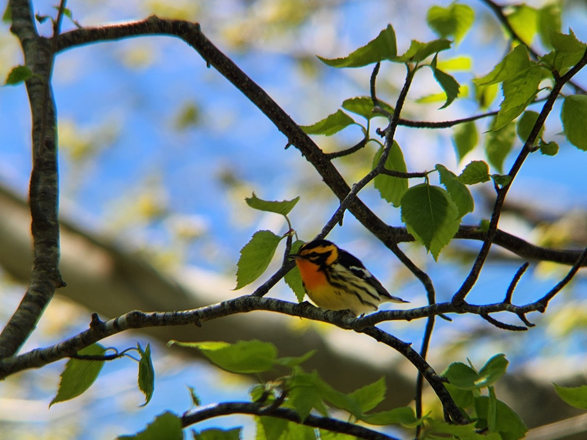 Blackburnian Warbler - ML635565932