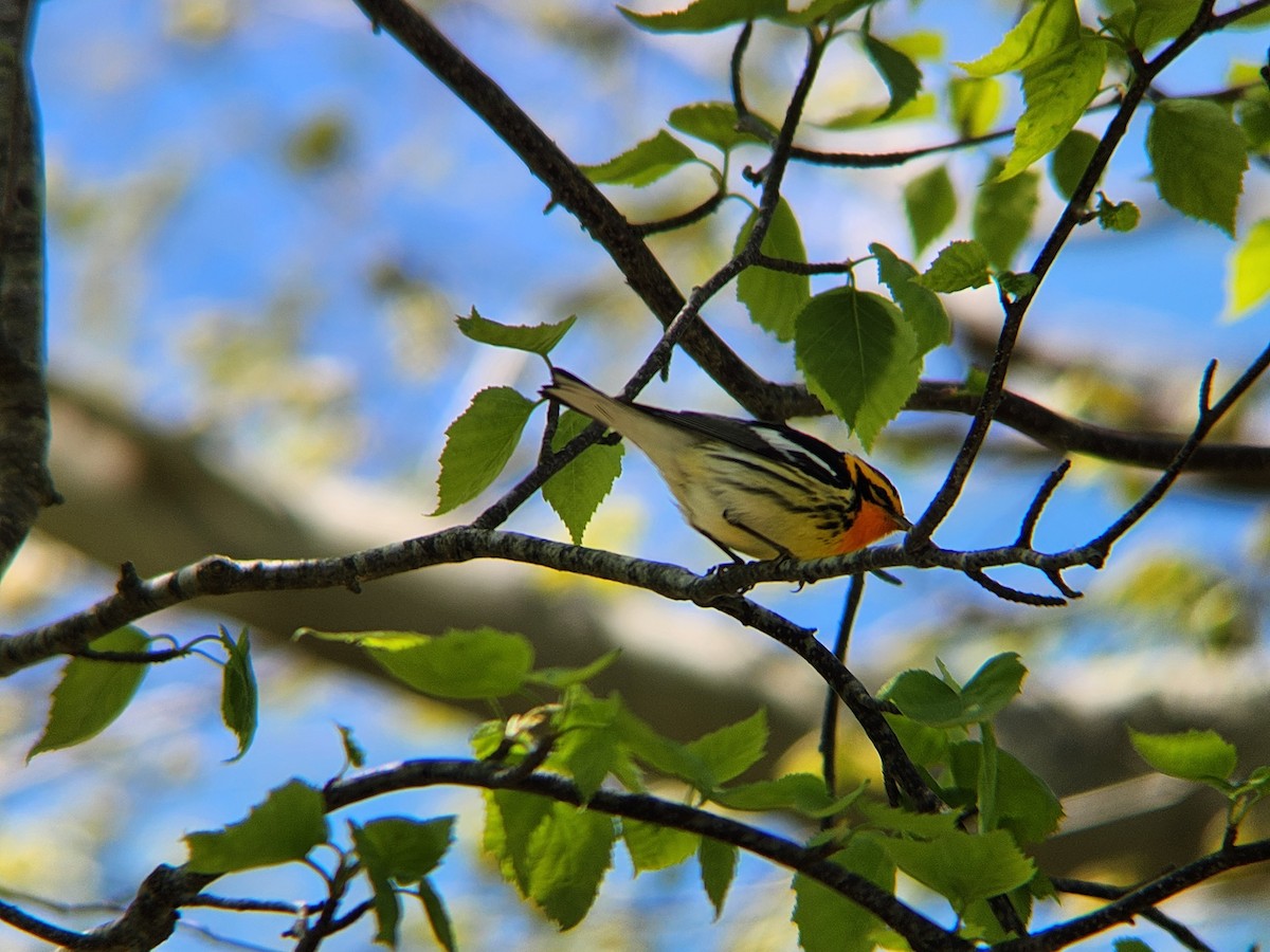 Blackburnian Warbler - ML635565933