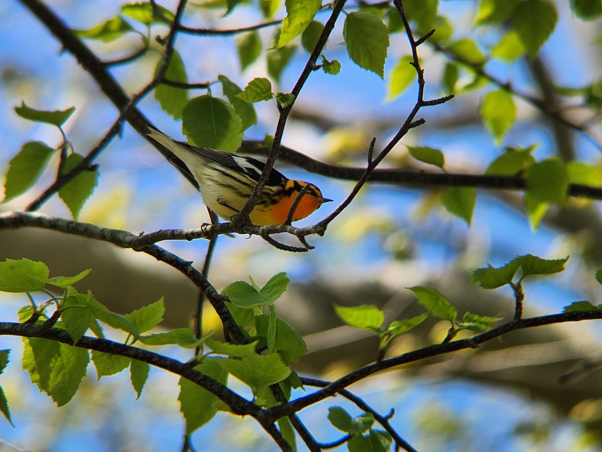 Blackburnian Warbler - ML635565934
