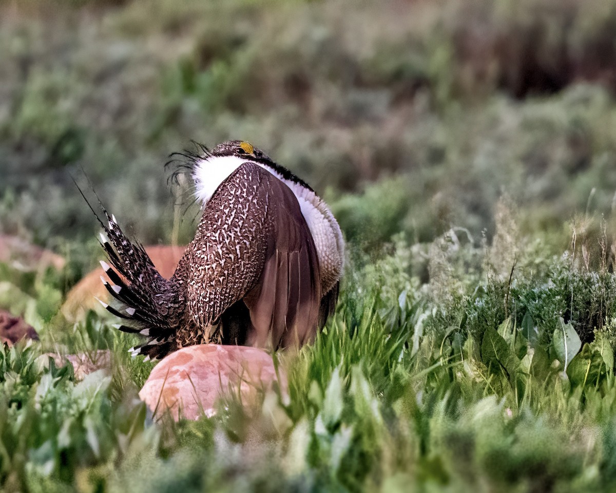 Greater Sage-Grouse - ML635565955