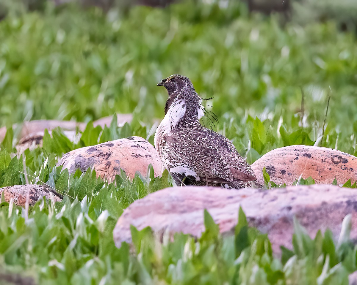 Greater Sage-Grouse - ML635565956