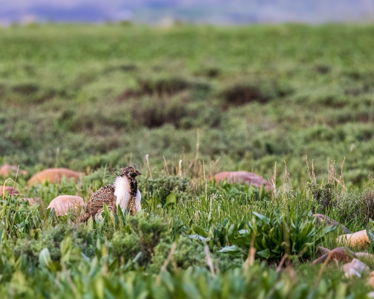 Greater Sage-Grouse - ML635565957