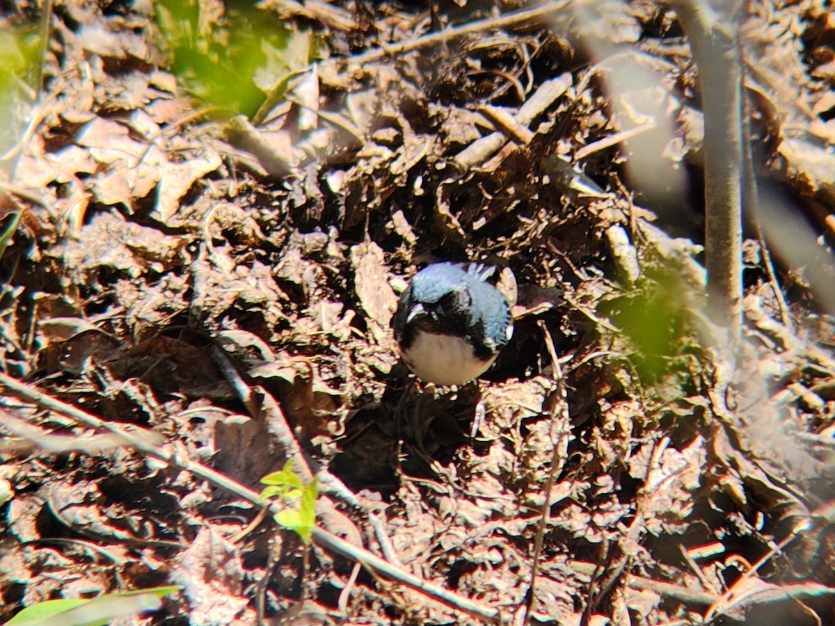 Black-throated Blue Warbler - ML635565960