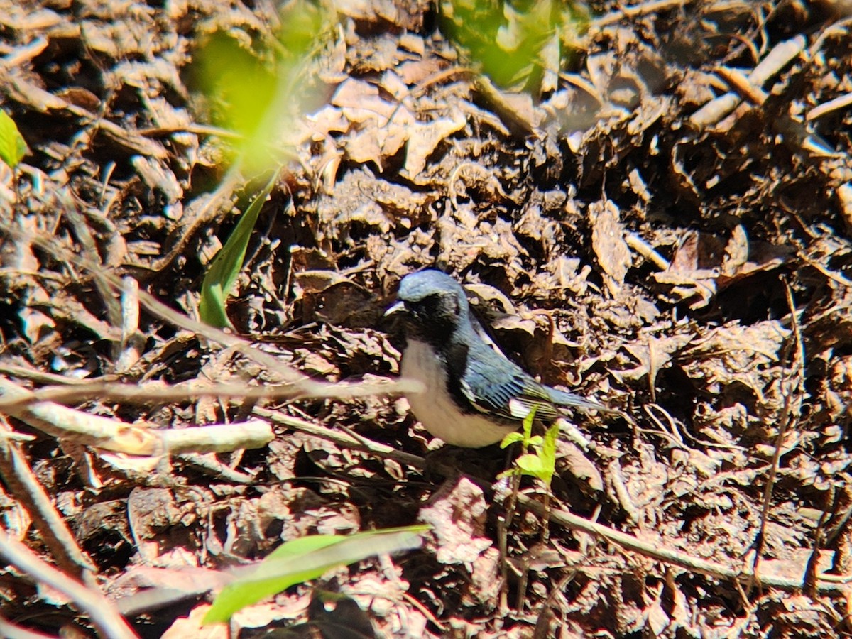 Black-throated Blue Warbler - ML635565961