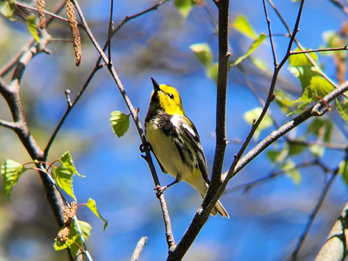 Black-throated Green Warbler - ML635566011