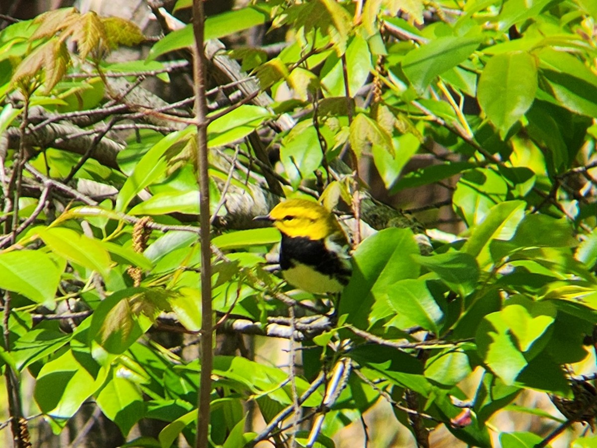 Black-throated Green Warbler - ML635566012