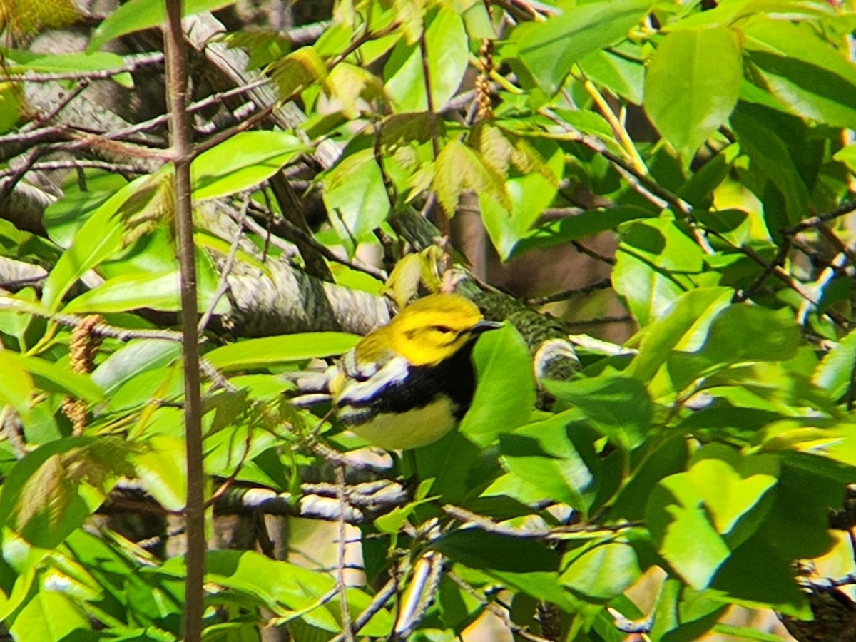 Black-throated Green Warbler - ML635566013