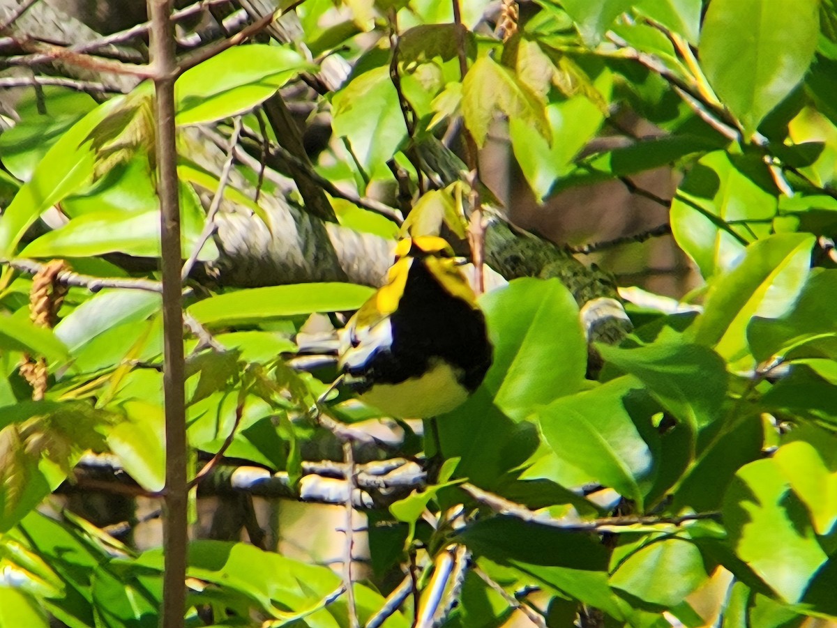 Black-throated Green Warbler - ML635566015