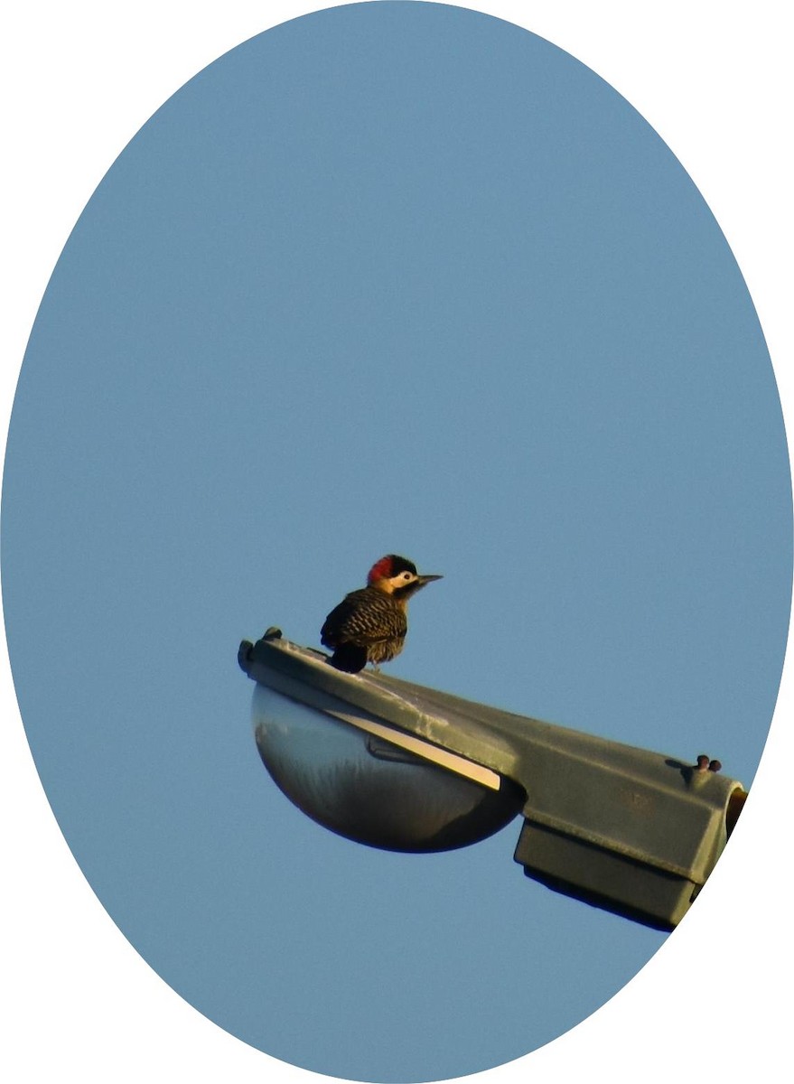 Green-barred Woodpecker - ML635566042