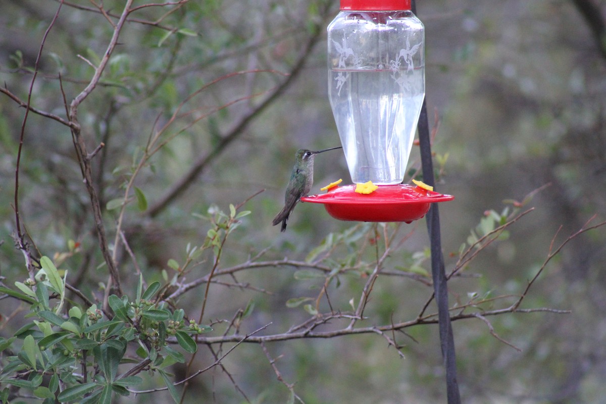 Rivoli's Hummingbird - ML635566057