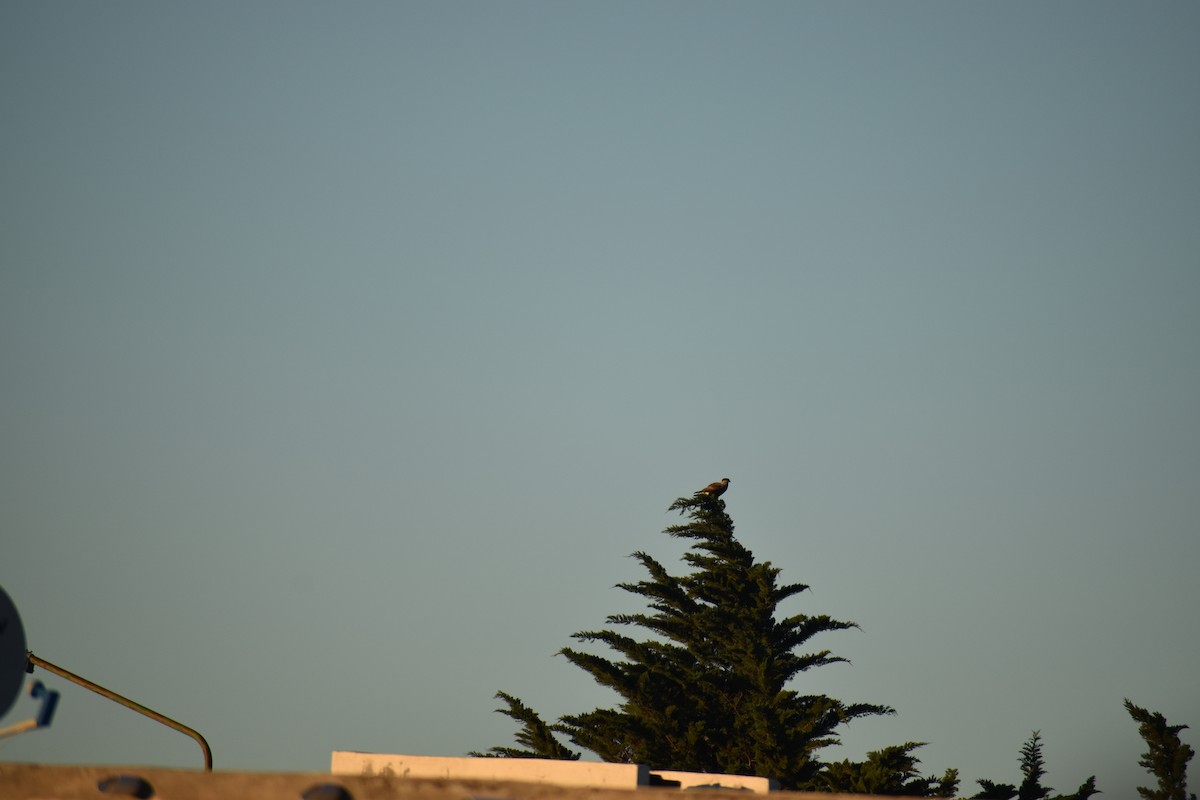 Crested Caracara - ML635566079