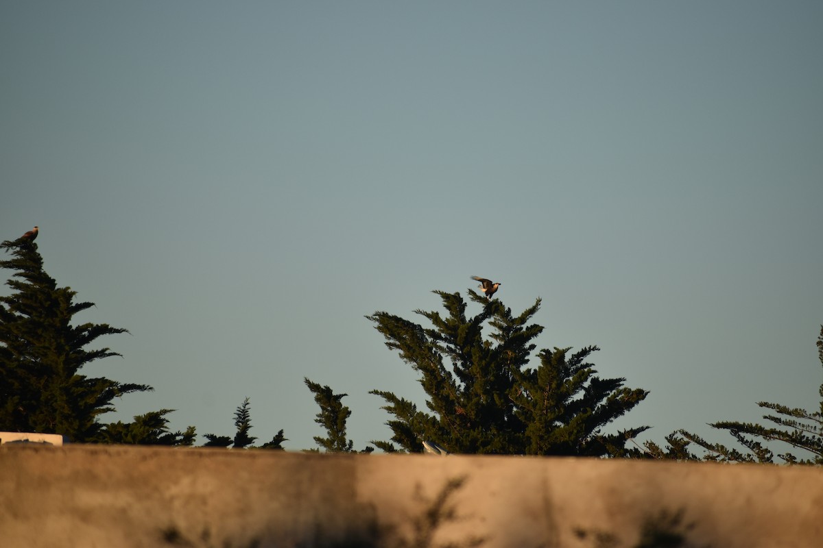 Crested Caracara - ML635566098