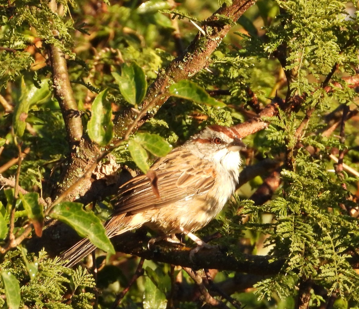Chaco Sparrow - ML635566130