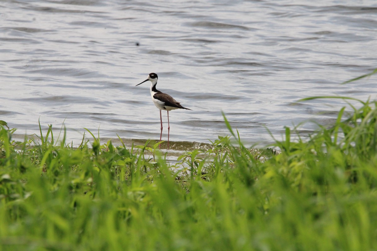 Black-necked Stilt - ML635566197