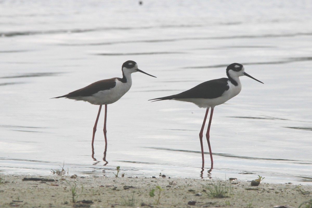 Black-necked Stilt - ML635566222