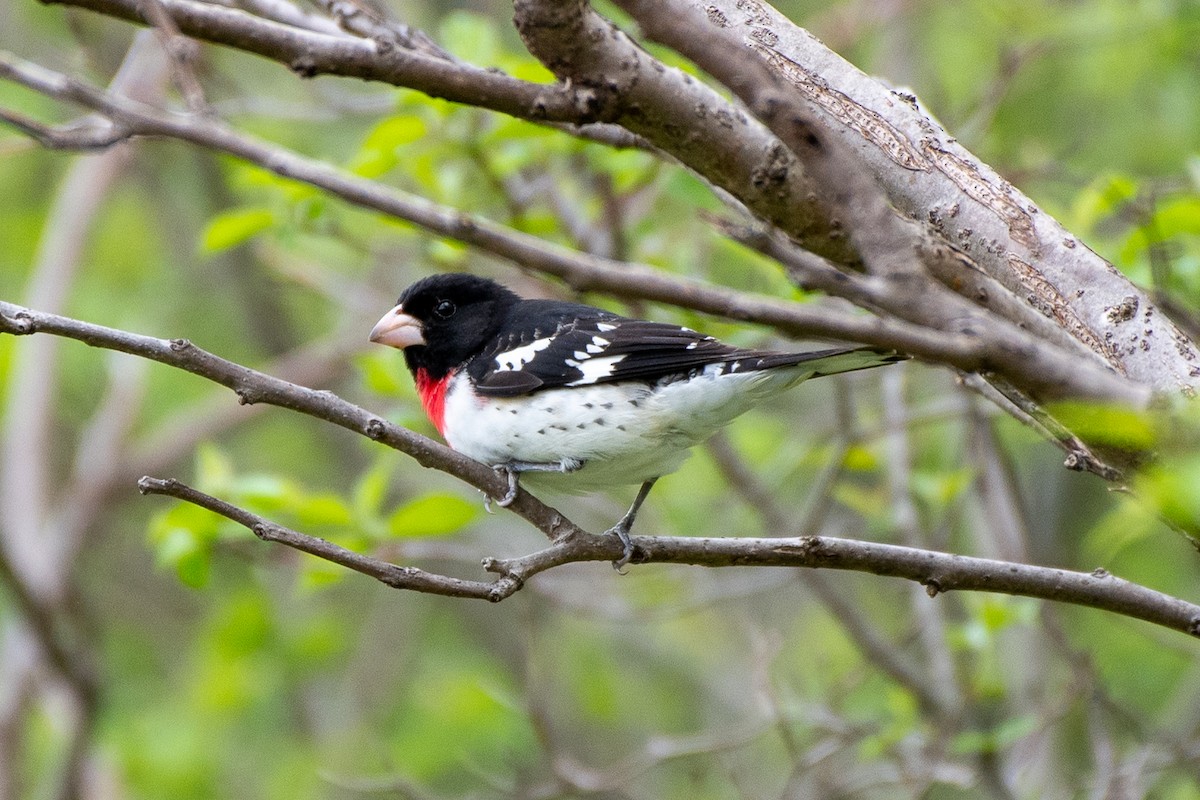 Rose-breasted Grosbeak - ML635566234