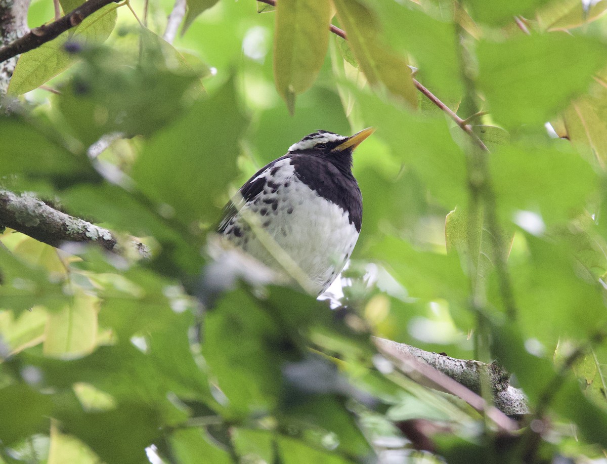 Pied Thrush - ML635566278