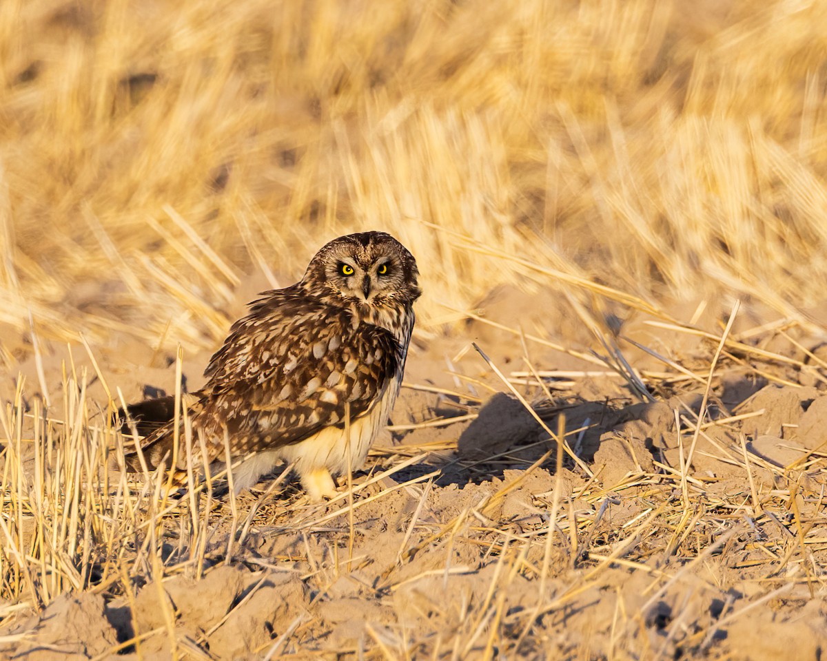 Short-eared Owl - ML635566327