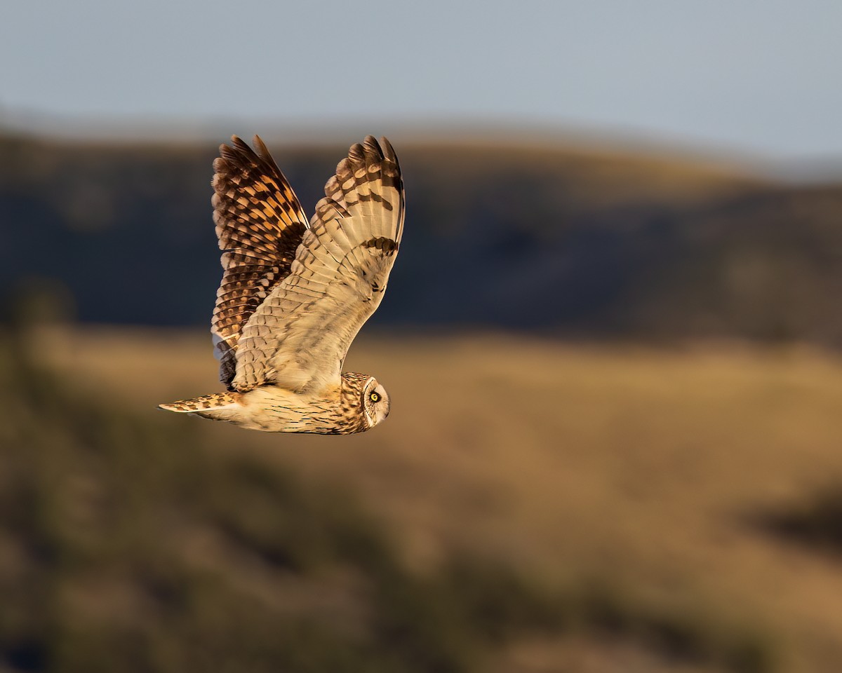 Short-eared Owl - ML635566328