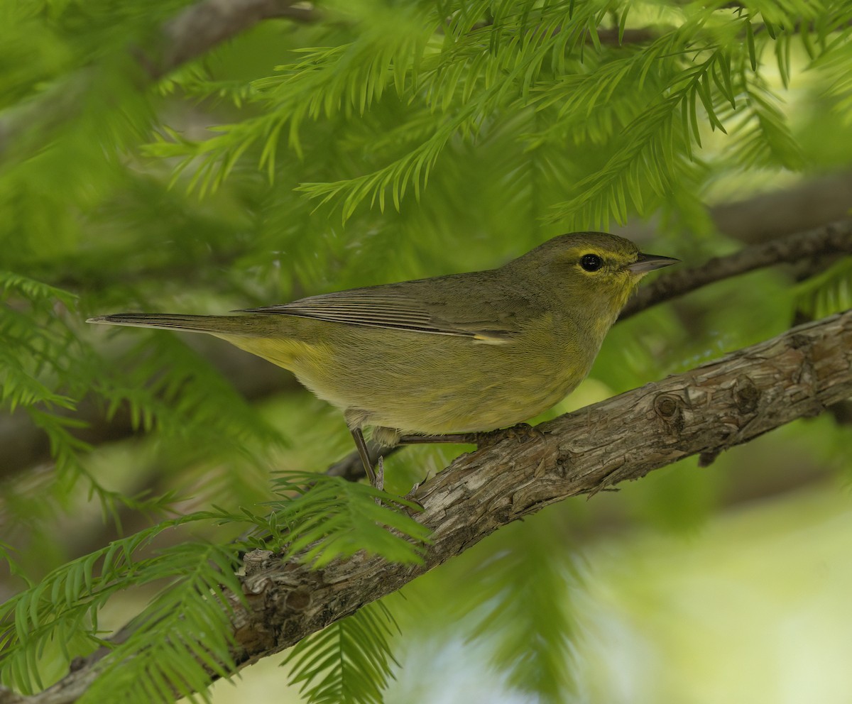 Orange-crowned Warbler - ML635566380