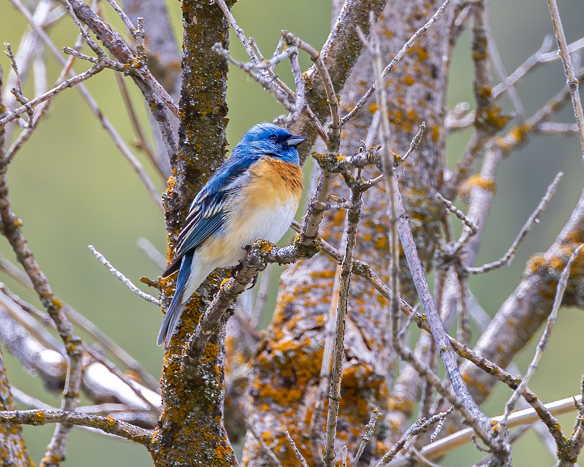 Lazuli Bunting - ML635566397
