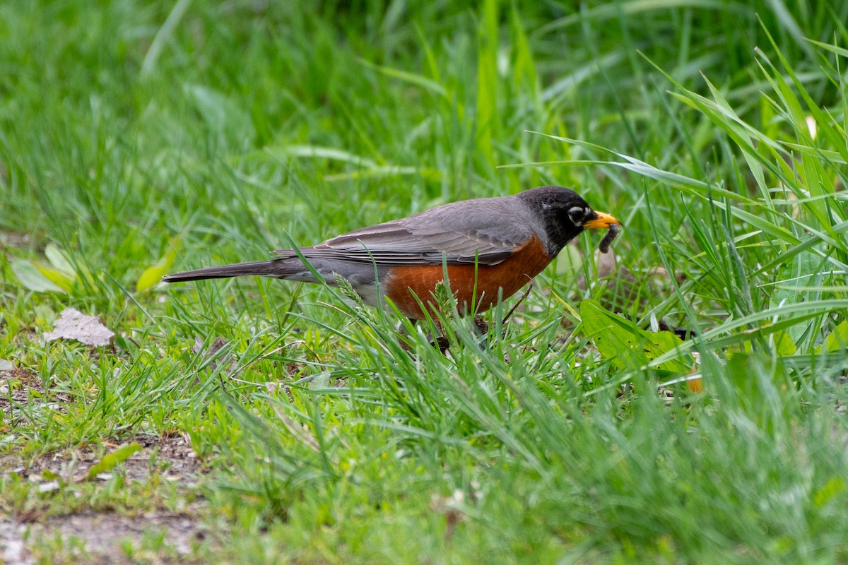 American Robin - ML635566425
