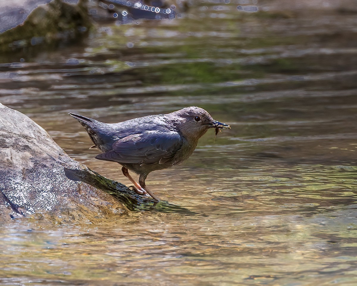 American Dipper - ML635566446