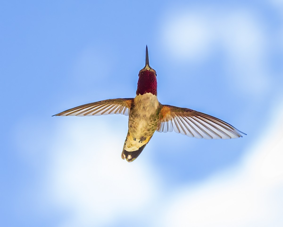 Broad-tailed Hummingbird - ML635566455