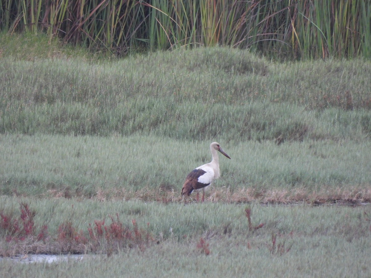 Maguari Stork - ML635566467