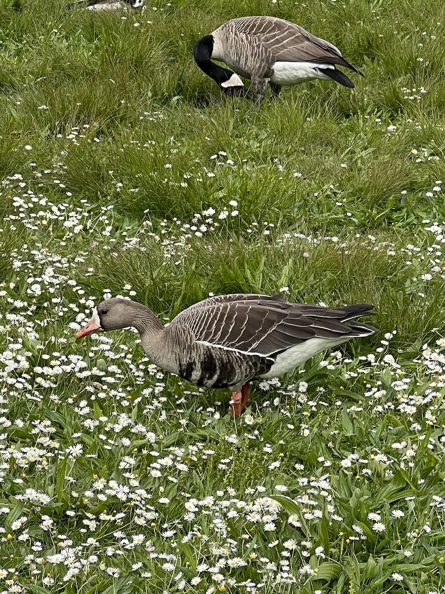 Oca lombardella - ML635566470