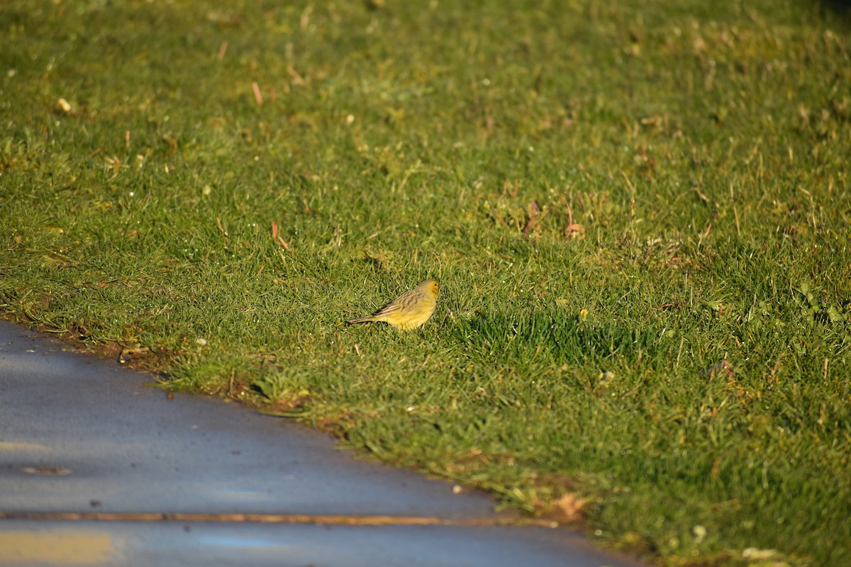 Saffron Finch - ML635566486