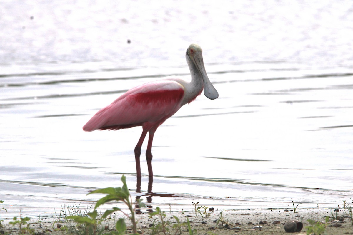 Roseate Spoonbill - ML635566572