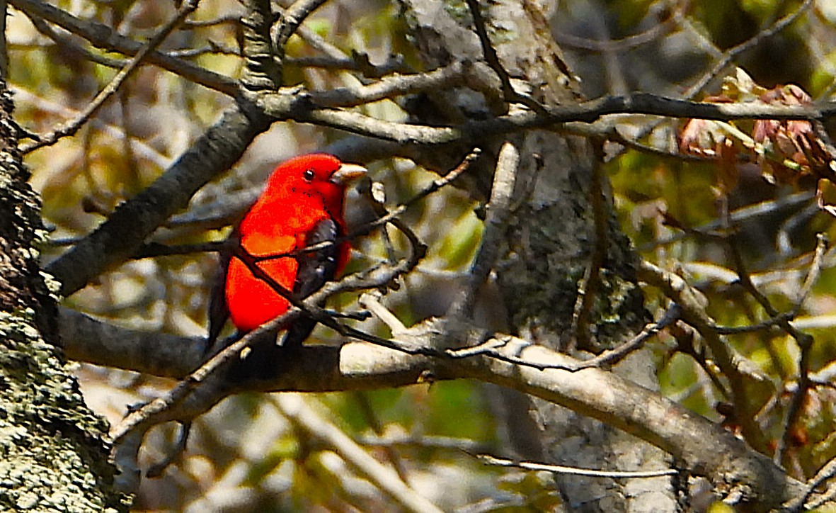 Piranga écarlate - ML635566638