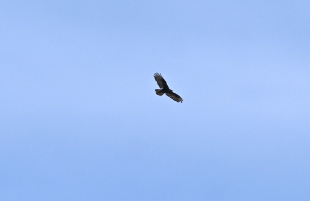 Zone-tailed Hawk - ML635566666