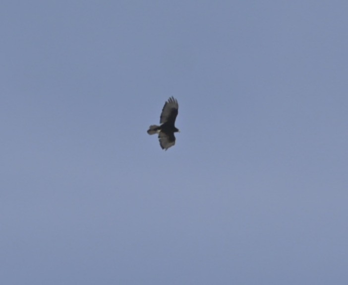 Zone-tailed Hawk - ML635566667