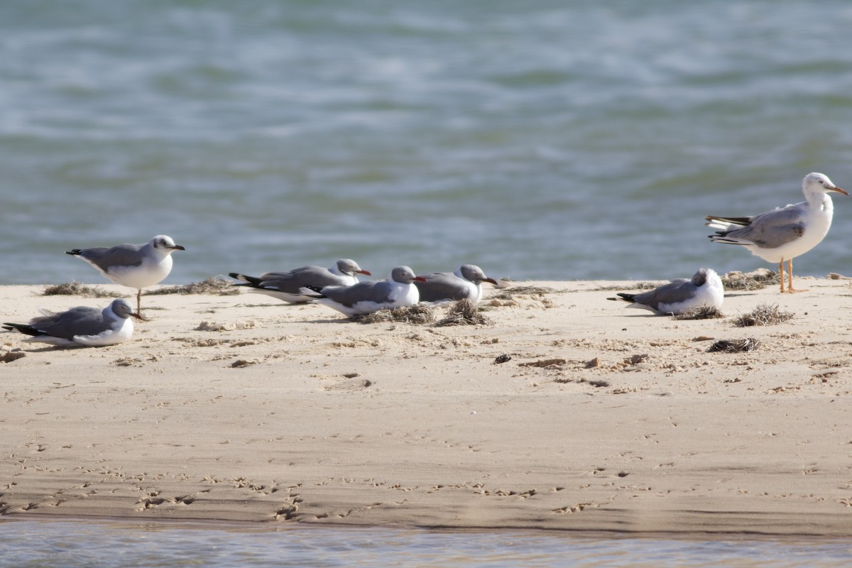 Gray-hooded Gull - ML635566669
